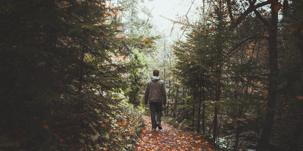 Spaziergang im Wald